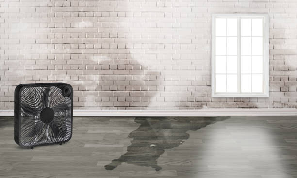 Best Water damage restoration near me  in Alafaya, FL